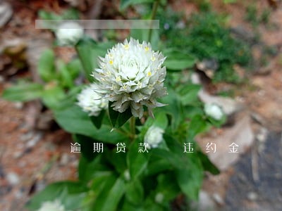 逾期贷款 违约金 逾期贷款 违约金